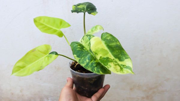 How to Grow and Care for Philodendron?