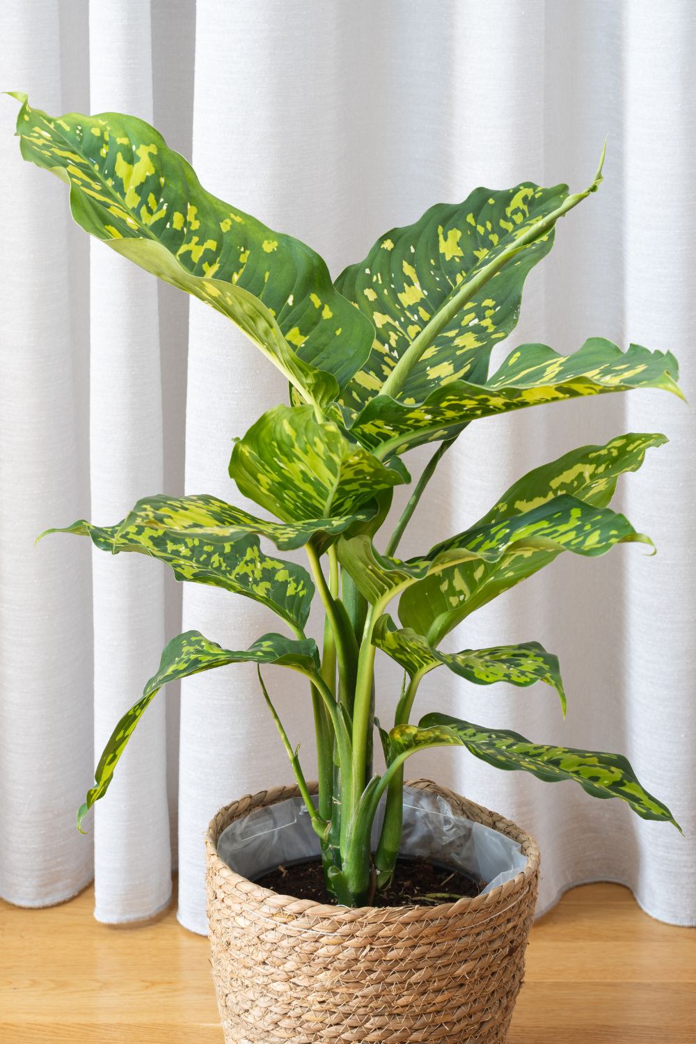 31 Low Light Indoor Plants – Your Motor Geek